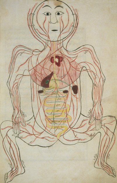 Per 129, f.20b Les organes internes humains et le système circulatoire, illustration de Tashrih al-badan - Islamic School